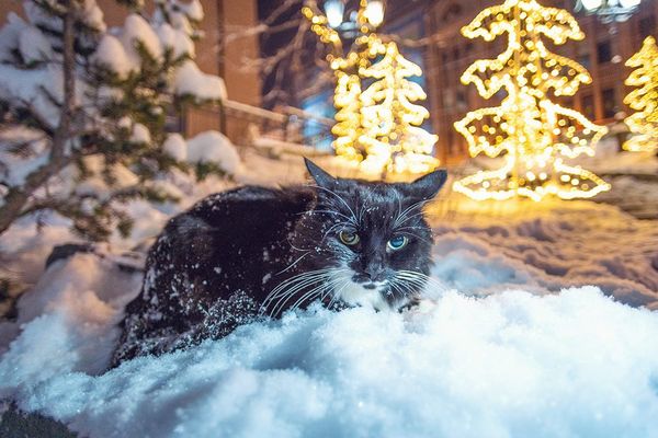Снежный день кота Пусейро