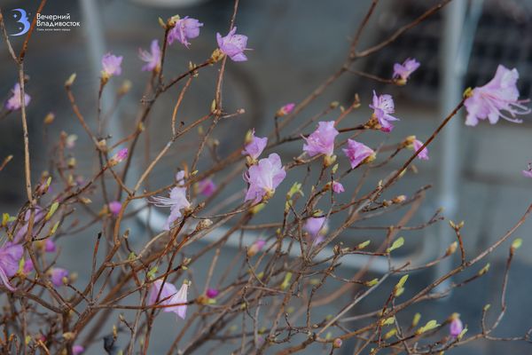 Почём цветочки? Стоимость экскурсий на цветение рододендрона в Приморском крае