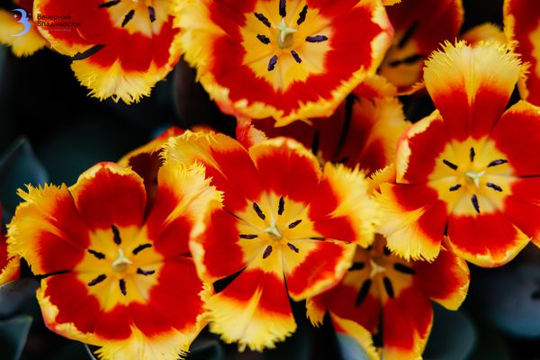 Опережая биоритмы: первые весенние цветы во Владивостоке