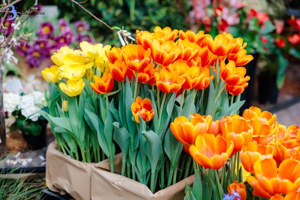 Сделай ей приятно в пределах МРОТ: тюльпаны во Владивостоке к 8 марта
