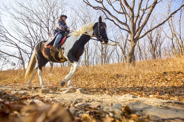 «Коня на скаку»: как перебороть страх лошадей и прокачать тело