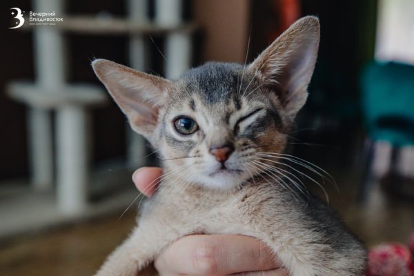 Абиссинская кошка — сколько стоит, как появились большие ушки и все об их характере