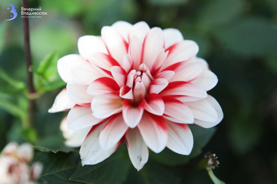 Ботанический сад-институт ДВО РАН: экскурсия и рассказ о том, что цветёт в сентябре
