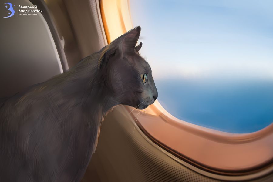 Путешествуем с питомцами: правила перевозки животных в самолёте