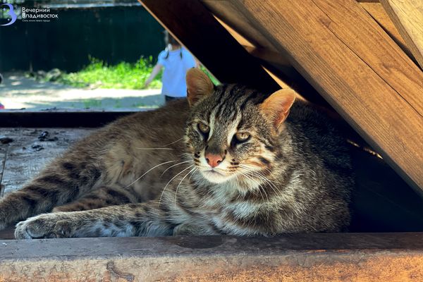 Лесной кот – друг выдры: экзотика Приморского сафари-парка
