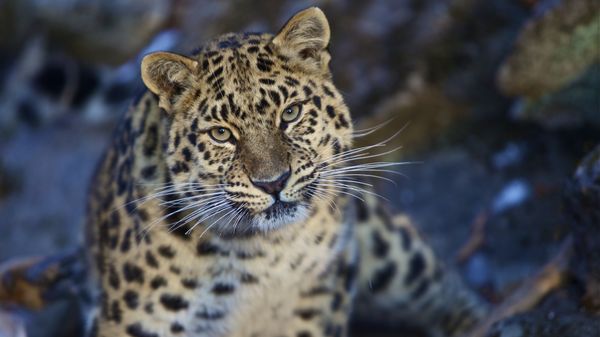 «Земля леопарда»: какими тропами пойти туристу в Приморском крае