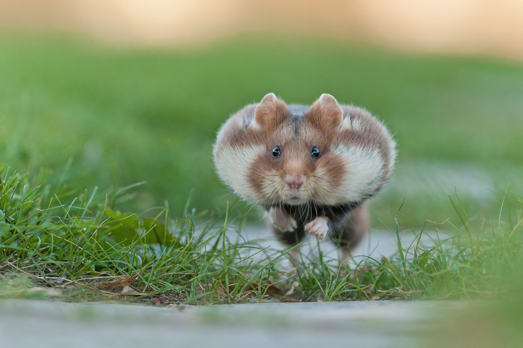 Перкова-ран