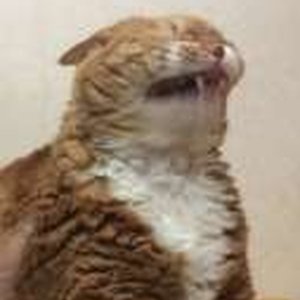 nysv's profile picture