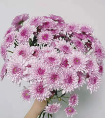 Dente Pink