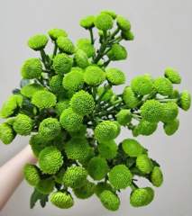 Green Forrest