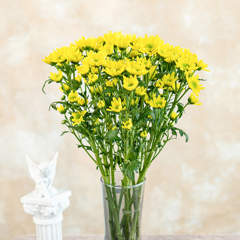 Rui Yellow
