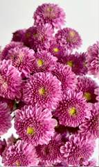 Purple Beauty