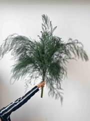 Asparagus Fern