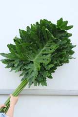 Split-leaf Philodendron