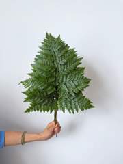 Leather Fern