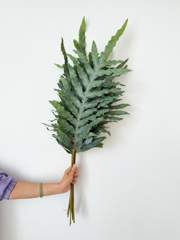 Blue Star Fern