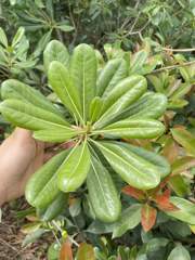 Pittosporum Leave