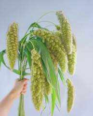Bear Tail
