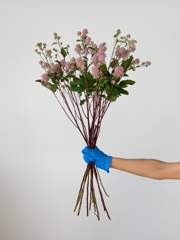 Ceanothus