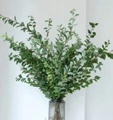 Spiraea cantoniensis Lour
