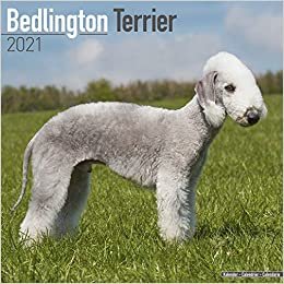 okumak Bedlington Terrier 2021 - 16-Monatskalender: Original Avonside-Kalender [Mehrsprachig] [Kalender] (Wall-Kalender)