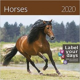 Horses Calendar - Calendars 2019 - 2020 Wall Calendar - Photo Calendar - 12 Month Calendar by Helma (Multilingual Edition)