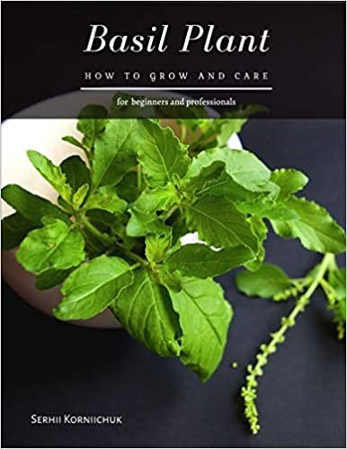 okumak Basil Plant: How to grow and care