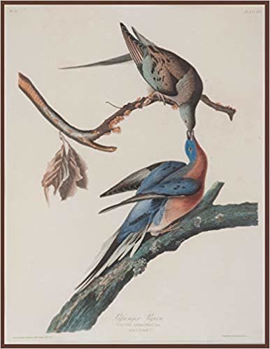 okumak Passenger Pigeon, John J. Audubon. Blank journal: 150 blank pages, 8,5x11 inch (21.59 x 27.94 cm) Soft cover / paper back