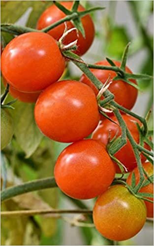 okumak Notebook: tomatoes tomato bush gardening garden ripe vine growing