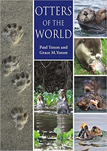 okumak Yoxon, P: Otters of the World