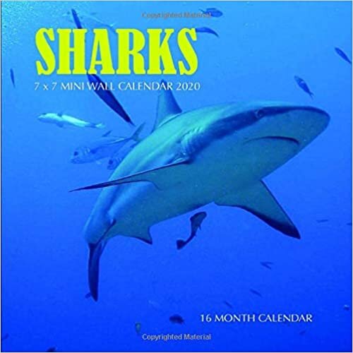 okumak Sharks 7 x 7 Mini Wall Calendar 2020: 16 Month Calendar