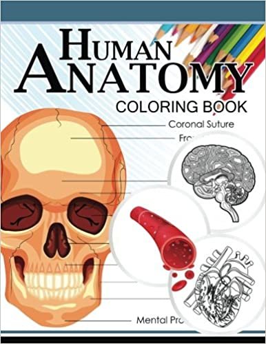 okumak Human Anatomy