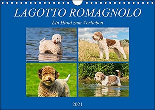 okumak Lagotto Romagnolo - Ein Hund zum Verlieben (Wandkalender 2021 DIN A4 quer): Der Lagotto Romagnolo auf 13 zauberhaften Kalenderblättern (Monatskalender, 14 Seiten )
