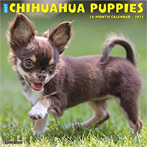 okumak Just Chihuahua Puppies 2021 Calendar