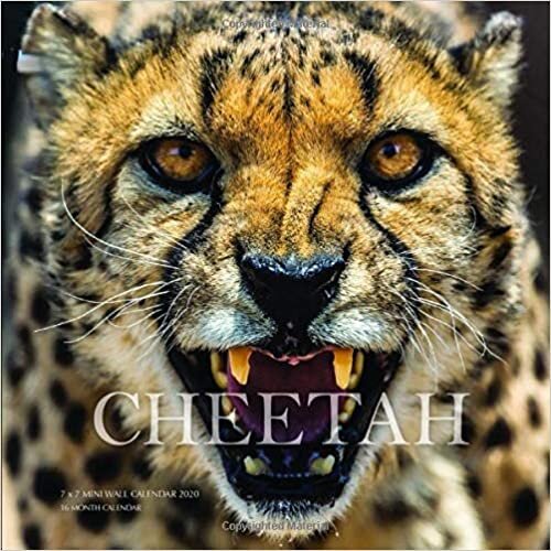 okumak Cheetah 7 x 7 Mini Wall Calendar 2020: 16 Month Calendar