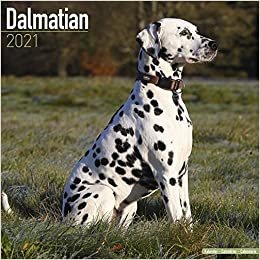 okumak Dalmatians - Dalmatiner 2021 - 16-Monatskalender: Original Avonside-Kalender [Mehrsprachig] [Kalender]: Original BrownTrout-Kalender [Mehrsprachig] [Kalender] (Wall-Kalender)