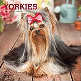 okumak Yorkshire Terriers - Yorkshire Terrier 2021 - 16-Monatskalender mit freier DogDays-App: Original BrownTrout-Kalender [Mehrsprachig] [Kalender] (Wall-Kalender)