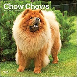 okumak Chow Chows 2021 - 16-Monatskalender mit freier DogDays-App: Original BrownTrout-Kalender [Mehrsprachig] [Kalender] (Wall-Kalender)