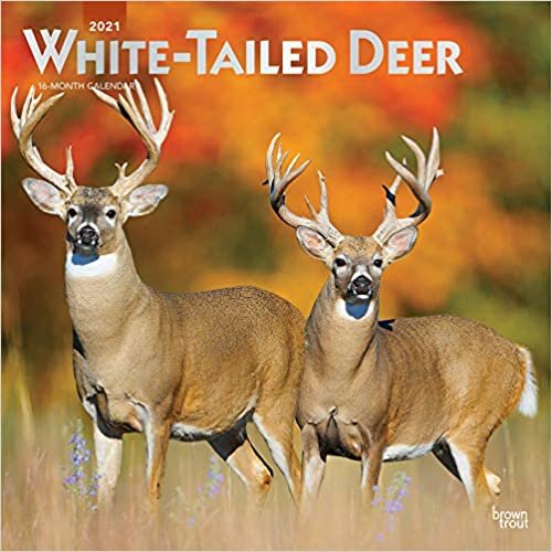 okumak White-tailed Deer - Virginiahirsche 2021 - 16-Monatskalender: Original BrownTrout-Kalender [Mehrsprachig] [Kalender] (Wall-Kalender)