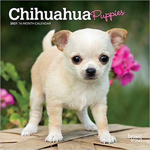 okumak Chihuahua Puppies 2021 Calendar