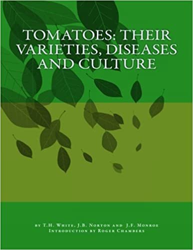 okumak Tomatoes: Their Varieties, Diseases and Culture