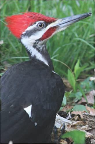 okumak Wildlife Journal Woodpecker (W. F. Bloom Journals)