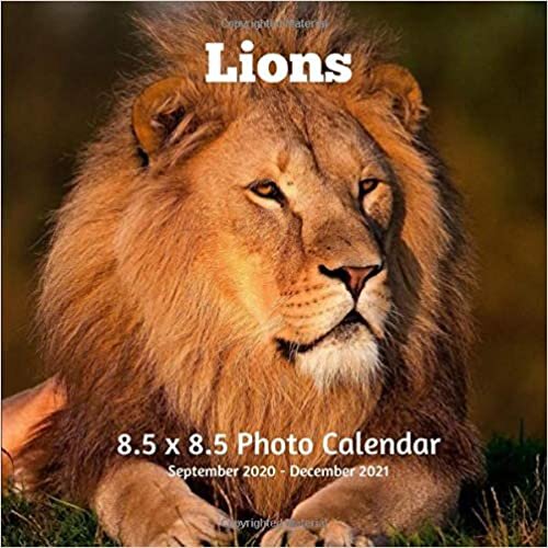 okumak Lions 8.5 X 8.5 Calendar September 2020 -December 2021: Monthly Calendar with U.S./UK/ Canadian/Christian/Jewish/Muslim Holidays-Big Cats Animals Nature