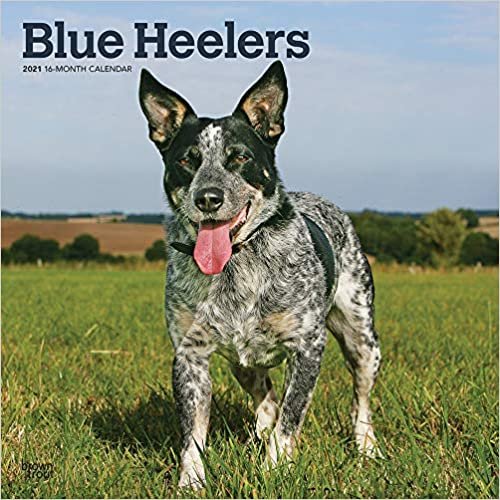 okumak Blue Heelers - Australische Treibhunde 2021 - 16-Monatskalender mit freier DogDays-App: Original BrownTrout-Kalender [Mehrsprachig] [Kalender] (Wall-Kalender)