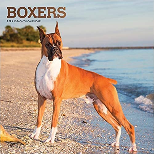 okumak Boxers - Boxer 2021 - 16-Monatskalender mit freier DogDays-App: Original BrownTrout-Kalender [Mehrsprachig] [Kalender] (Wall-Kalender)