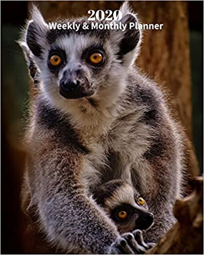 okumak 2020 Weekly and Monthly Planner: Lemur and Baby - Monthly Calendar with U.S./UK/ Canadian/Christian/Jewish/Muslim Holidays– Calendar in Review/Notes 8 x 10 in.-Primates Animals