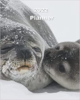 okumak 2022 Planner: Seal and Baby Seal - 12 Month Weekly and Monthly Planner January 2022 to December 2022 Monthly Calendar with U.S./UK/ ... 8 x 10 in.- Ocean Animal Marine Life