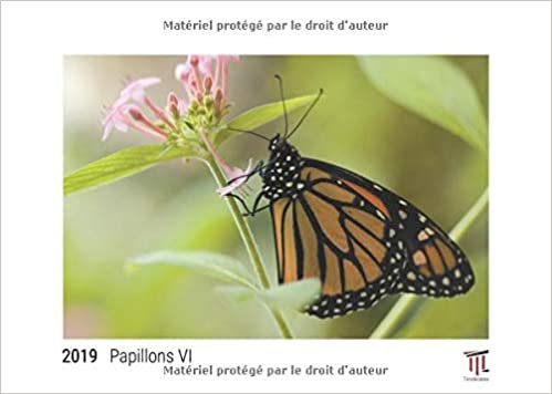 okumak papillons vi 2019 edition blanche calendrier mural timokrates calendrier photo c