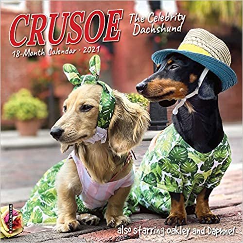 okumak Crusoe the Celebrity Dachshund 2021 Calendar