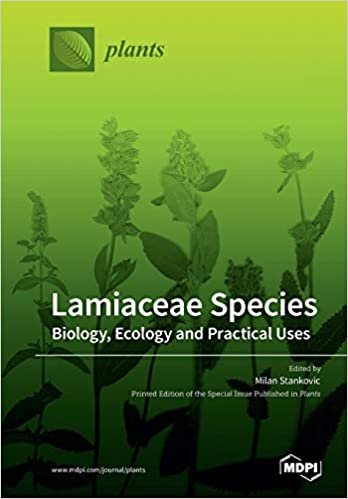 okumak Lamiaceae Species: Biology, Ecology and Practical Uses
